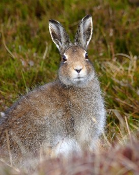 Рогачевская РОС