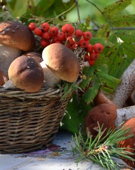 Рогачевский лесхоз