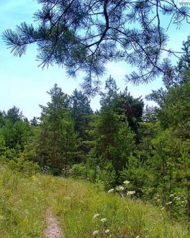 Пружанский лесхоз