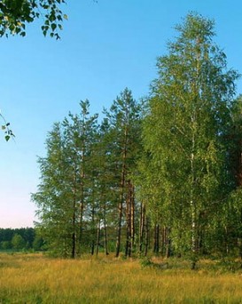 Полесский лесхоз