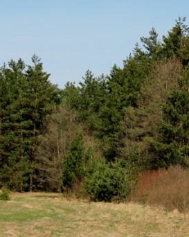 Наровлянский спецлесхоз