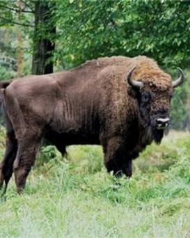 Минское ГПЛО