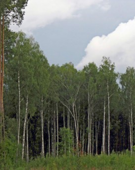 Чечерский спецлесхоз