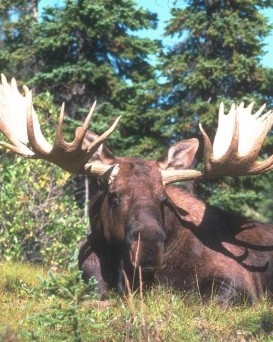 Осиповичское ВОХ