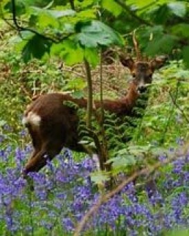 Пуховичская РОС