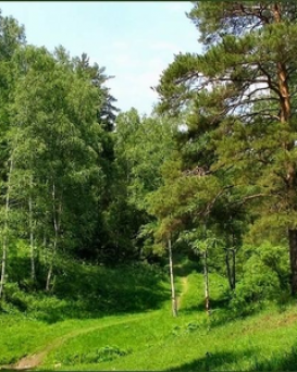 Пинский лесхоз