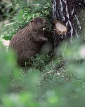 Ляховичский лесхоз