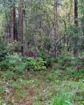 Телеханский лесхоз