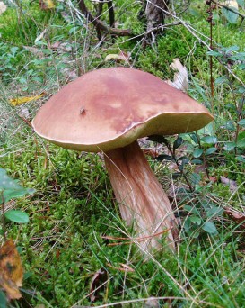 Столинский лесхоз