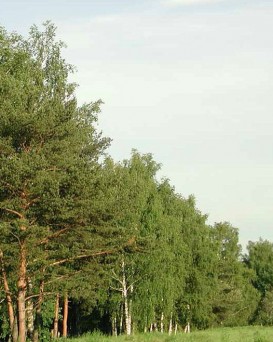 Лунинецкий лесхоз