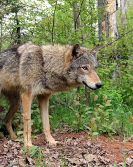 Миорская РОС