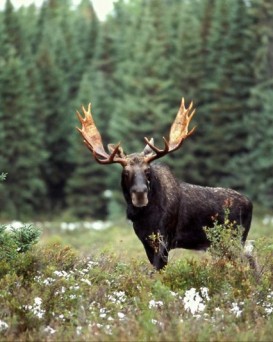 Любанская РОС