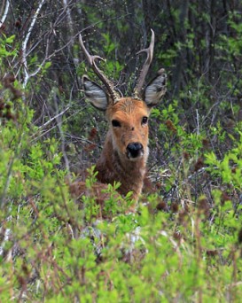 Ошмянская РОС