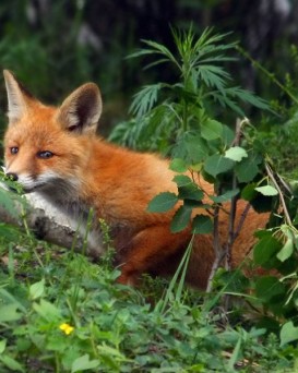 Мстиславская РОС