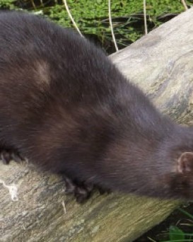 Толочинская РОС