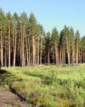 Стародорожская РОС