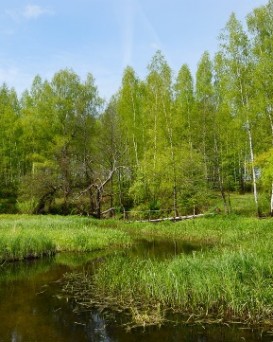 Хотимская РОС