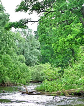 Чаусская РОС