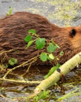 Сморгонская РОС