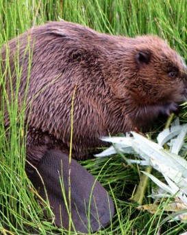 Червенская РОС