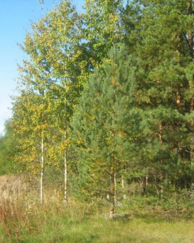 Несвижская РОС