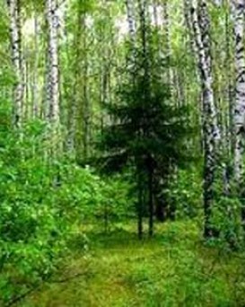 Оршанский лесхоз