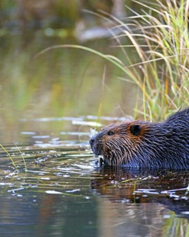Малоритская РОС
