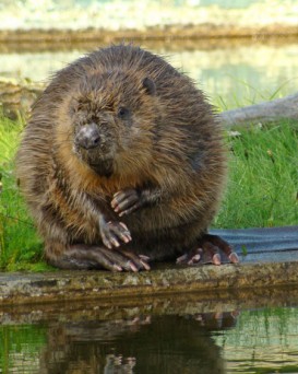 Столинская РОС