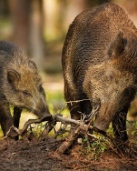 Островецкая РОС