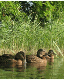 Светлогорская РОС