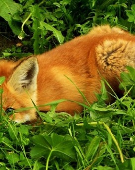 Чашникская РОС