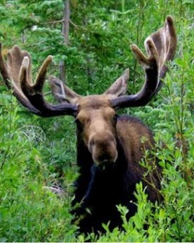 Петриковская РОС