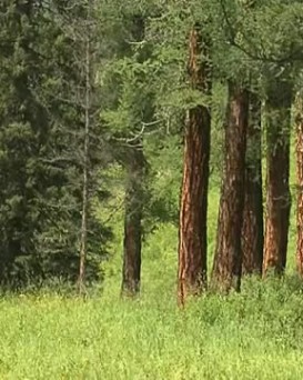 Октябрьская РОС