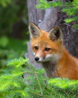 Славгородская РОС