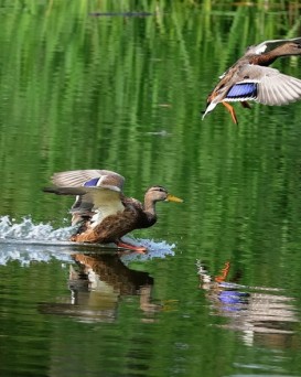 Столбцовская РОС