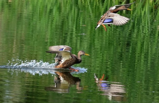 Столбцовская РОС