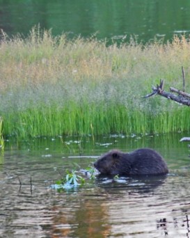 Наровлянская РОС