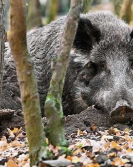 Пинская РОС