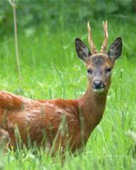 Минская РОС