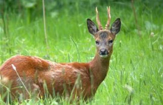 Минская РОС