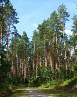 Осиповичская РОС