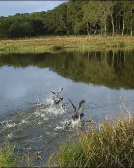 Узденская РОС