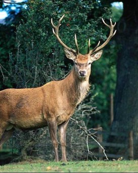 Ляховичская РОС