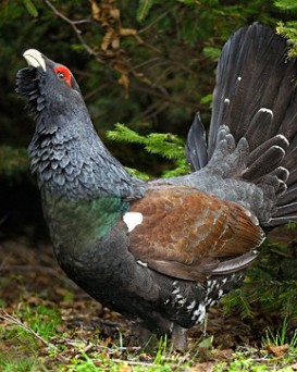 Речицкая РОС