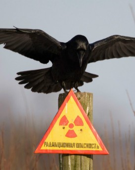 Полесский государственный радиационно-экологический заповедник (Зона отчуждения Чернобыльской АЭС)