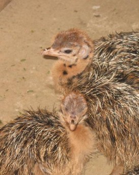 Страусиная ферма в Перковичах